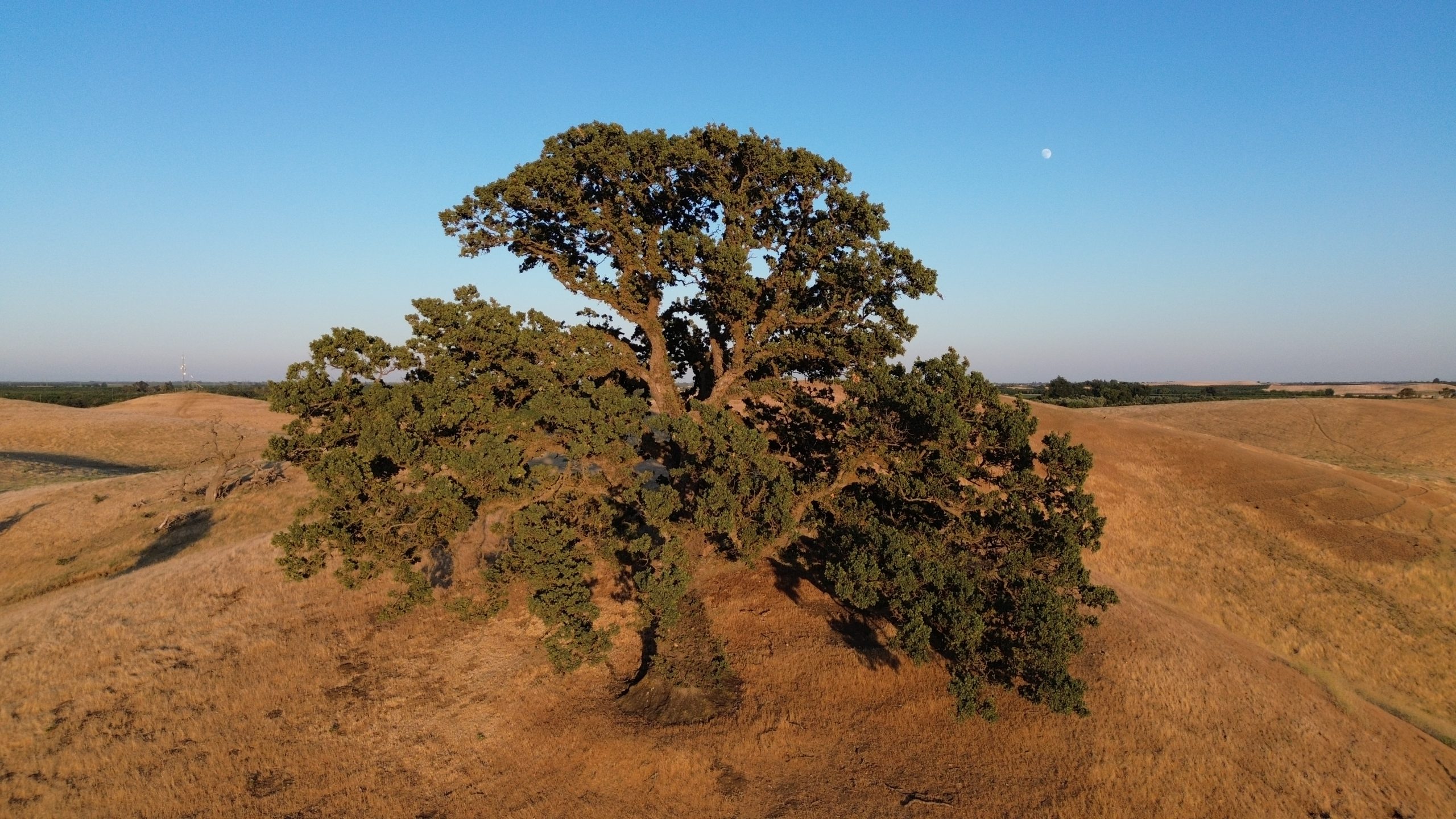 Flight Log 15:  Tree on a Hill