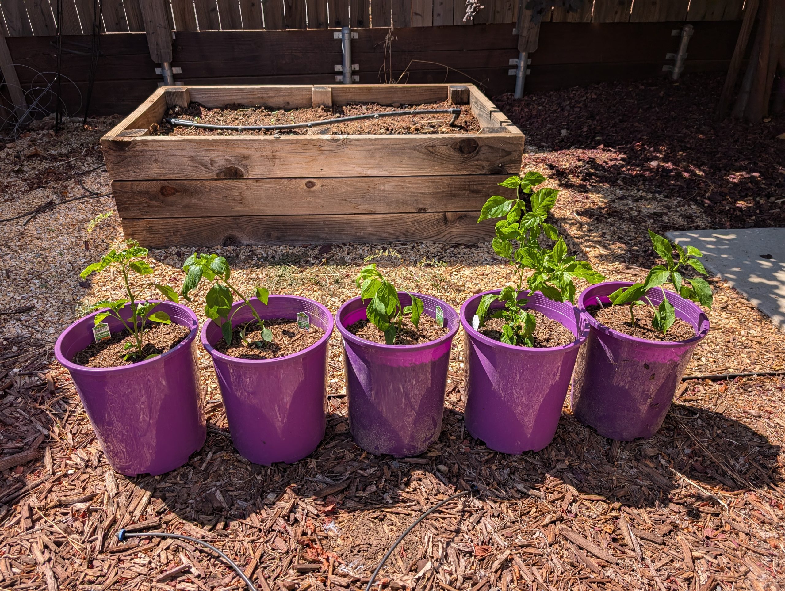 Chili Peppers are Perennials