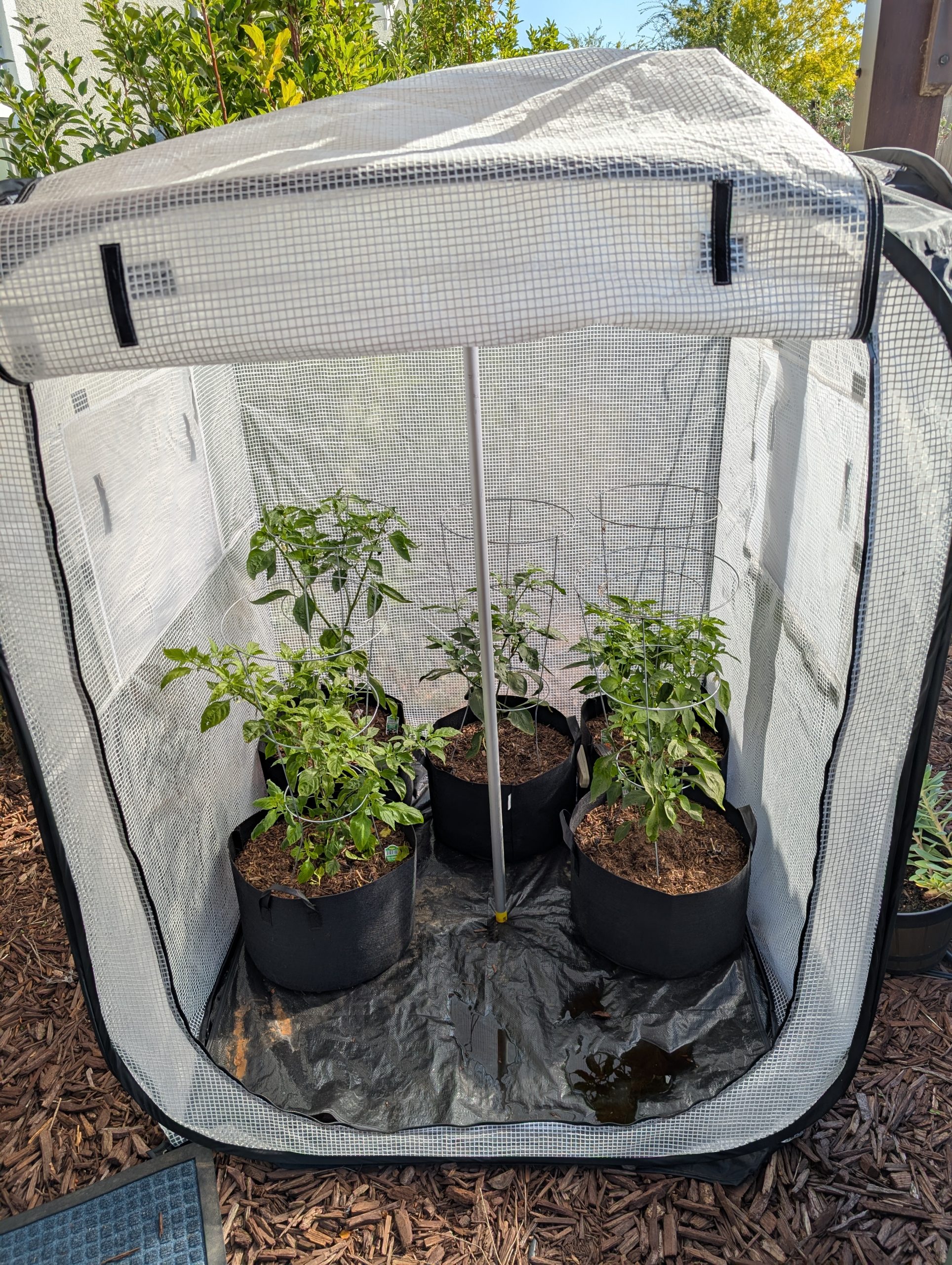 Moved Peppers to Greenhouse