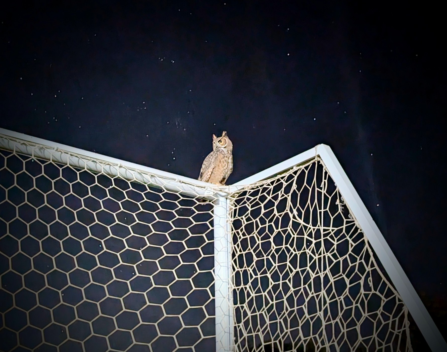 Another Picture of Owl