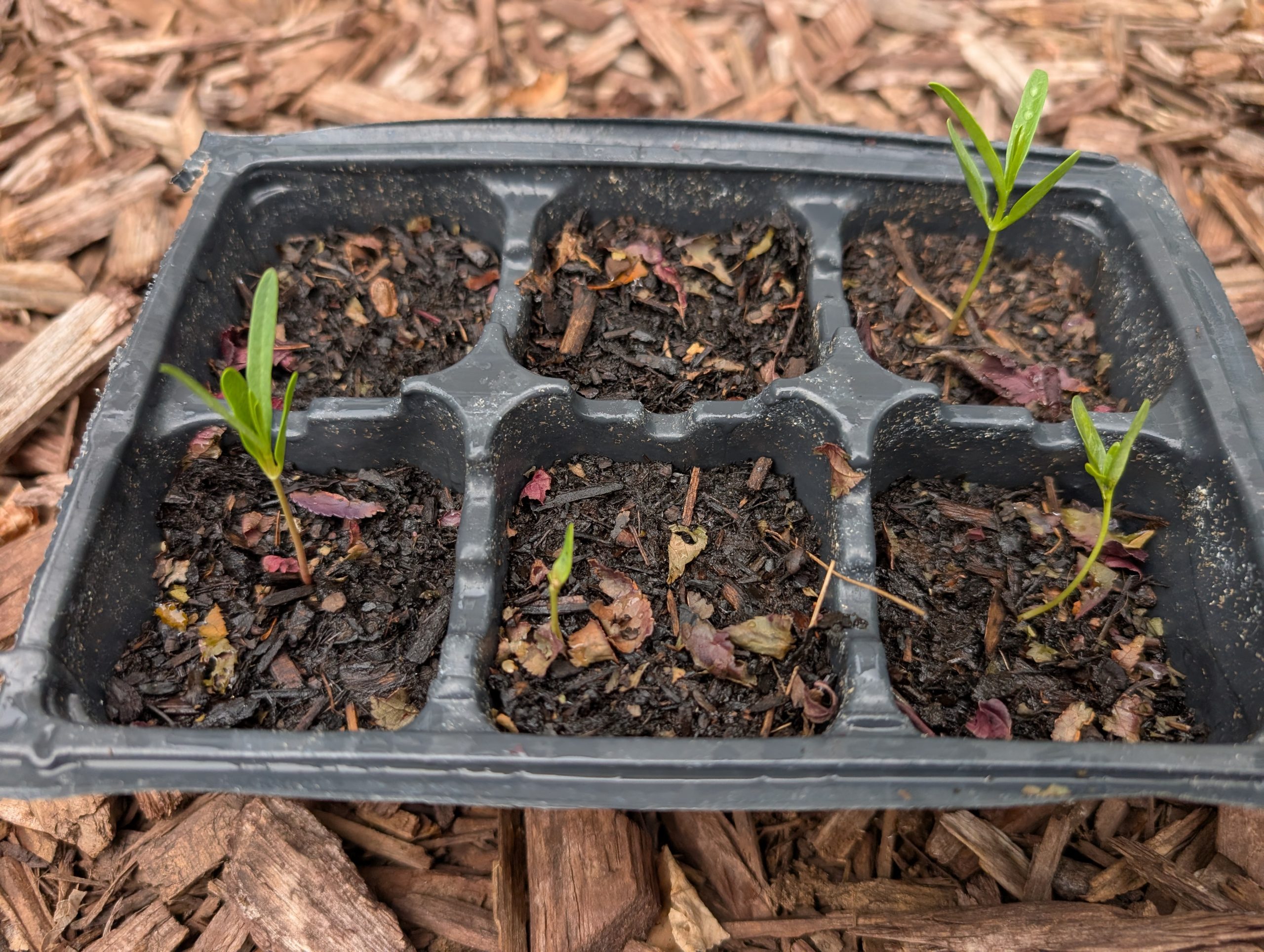 Getting Serious About Growing Milkweed