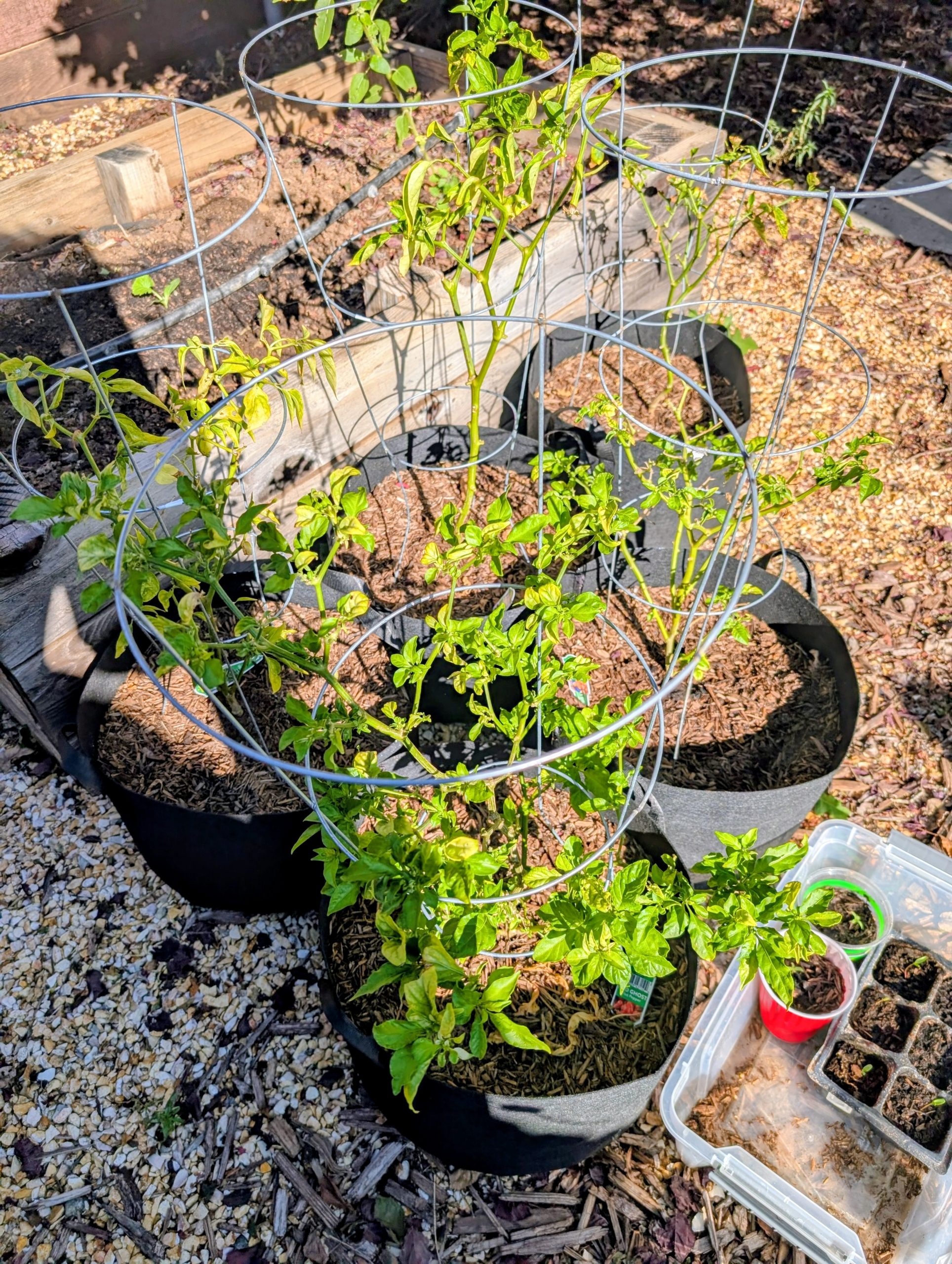 Overwintered Pepper Plants Now in Spring