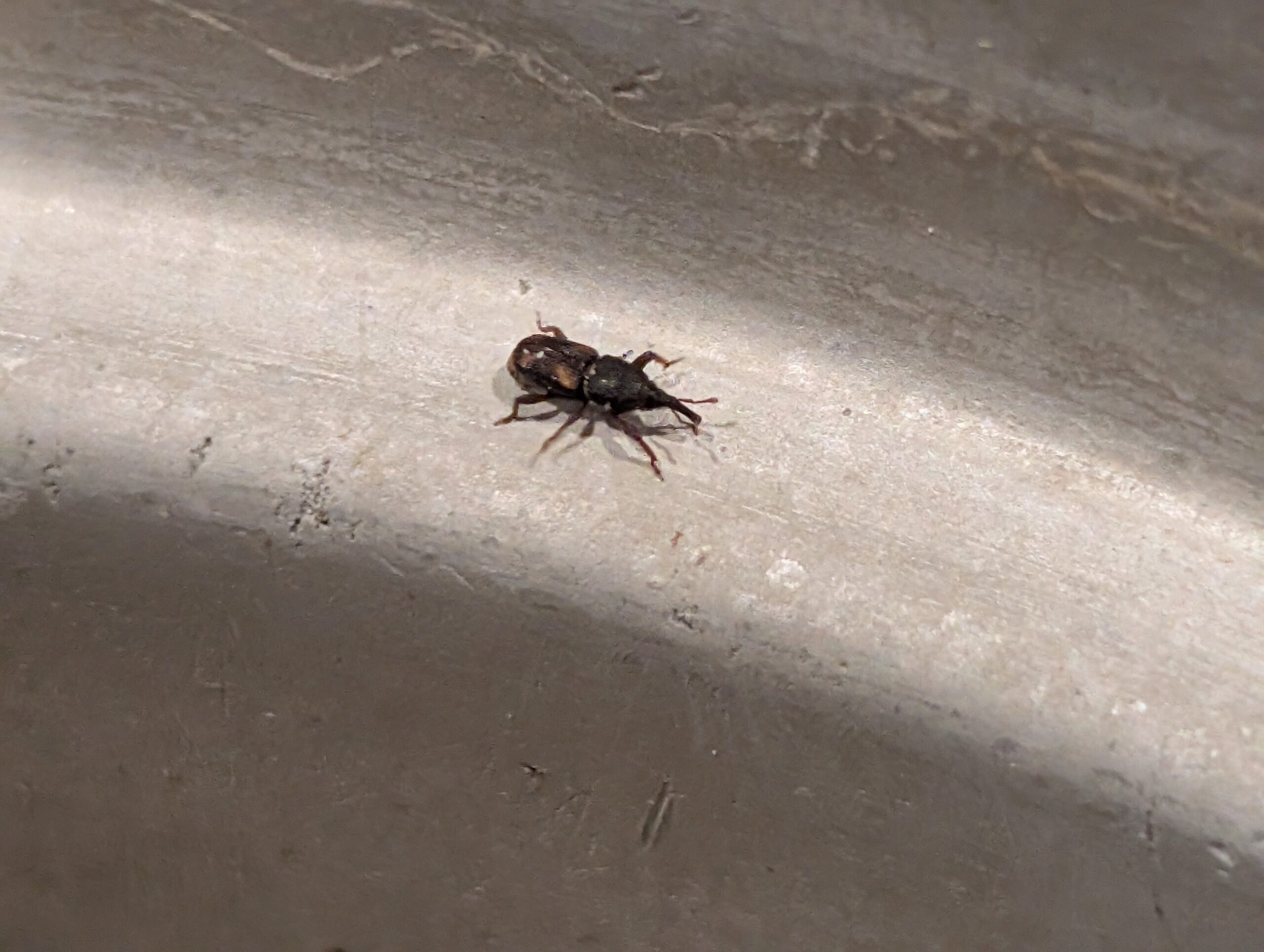 Rice Weevils
